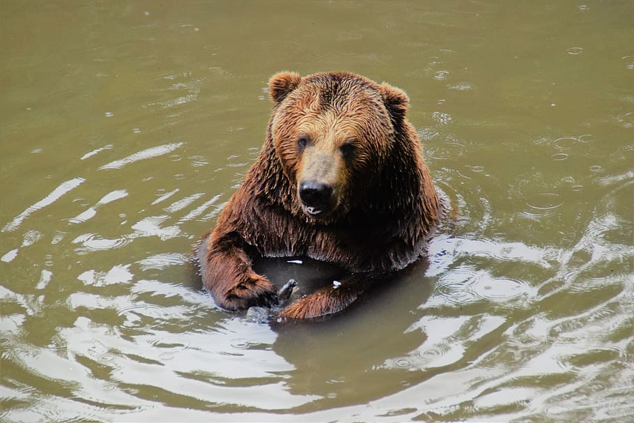 Brown Bear, Nature, Predator, Zoo, fur, animal wildlife, animals in the wild HD wallpaper