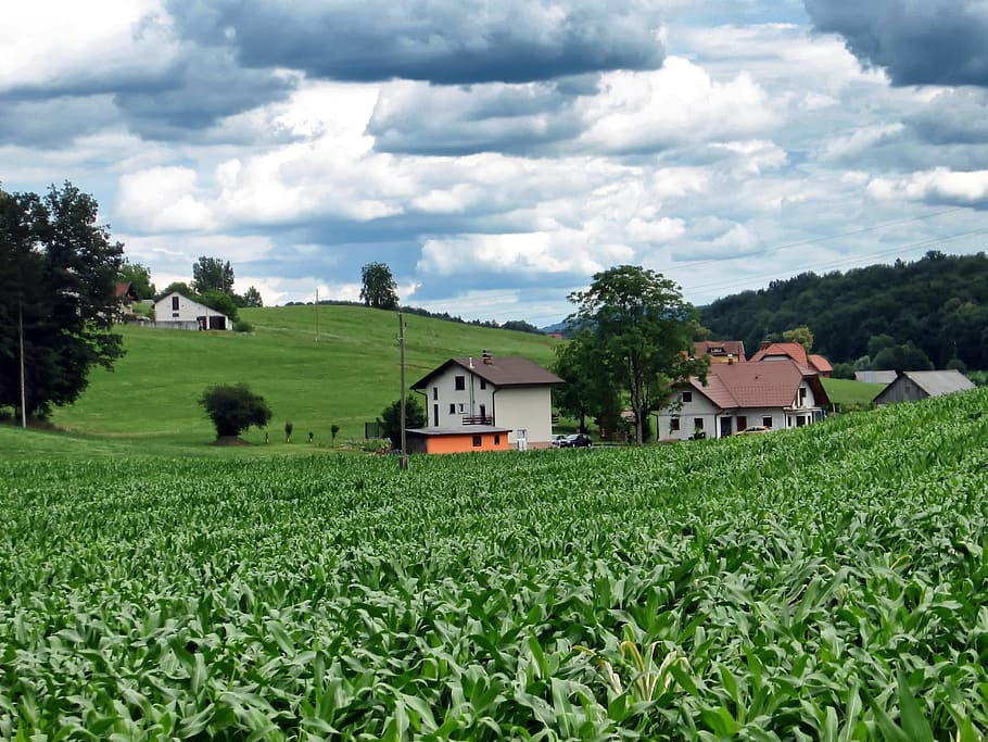white house surrounded by corn plants, slovenia, landscape HD wallpaper