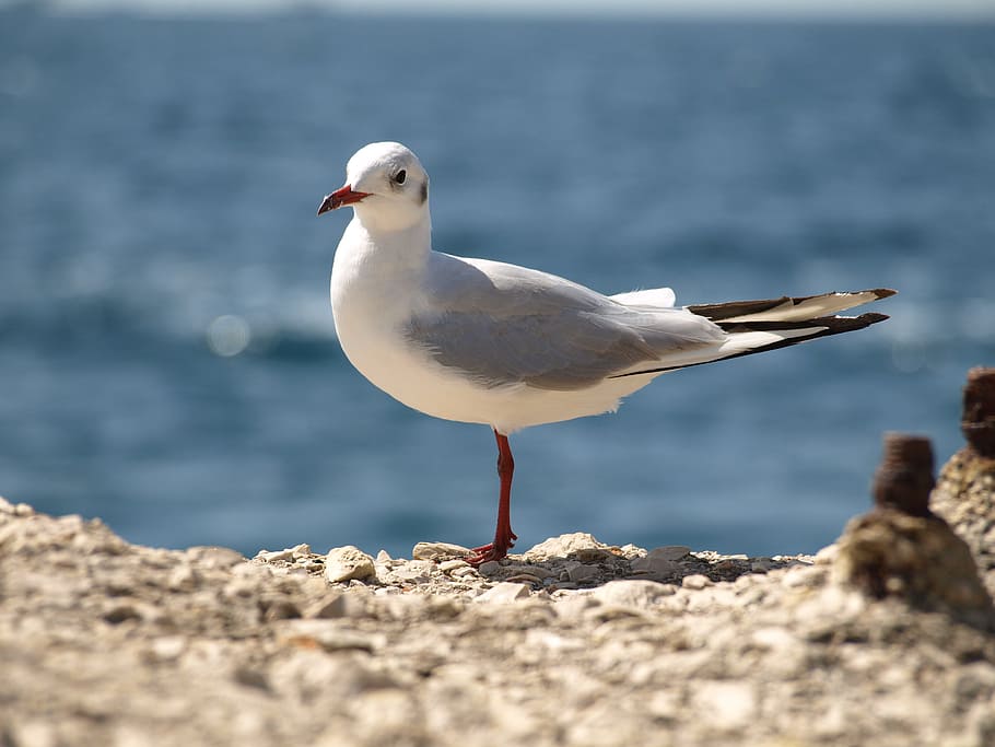 nature, summer, the sun, seagull, bird, animals, pen, beach HD wallpaper