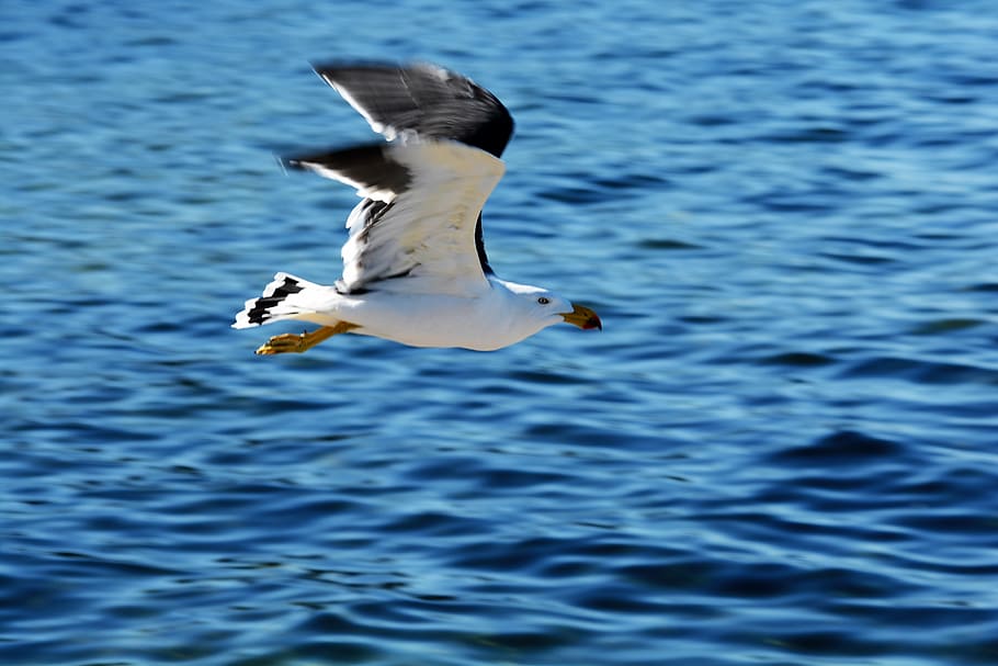 pacific, gull, bird, animals in the wild, animal wildlife, animal themes HD wallpaper