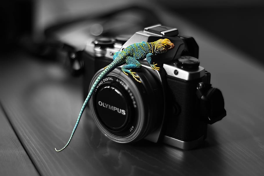 lizard, colored lizard, nature, reptile, natural, reptilian HD wallpaper