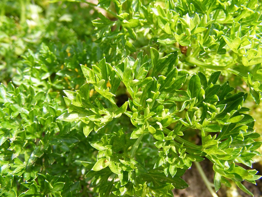 bush, garden, green, herb, parsley, petroselinum, spice, plants HD wallpaper