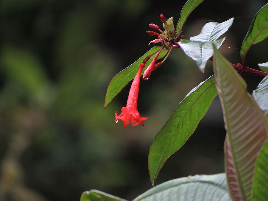 nature, flower, wild, jungle, ecuador, plant, leaf, close-up HD wallpaper
