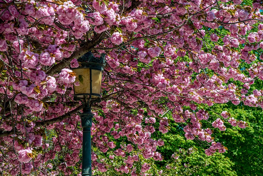spring, tree, flowers, reverberatory, flowering plant, growth HD wallpaper