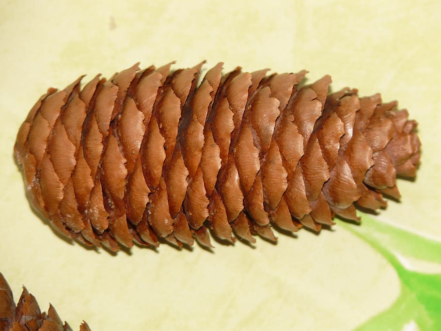 pine cones, fir, tap, brown, wood, food and drink, indoors HD wallpaper