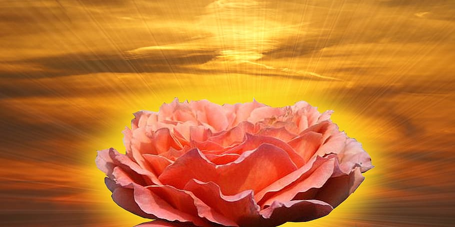 pink flower with yellow background, rose, red, thorns, prickly HD wallpaper