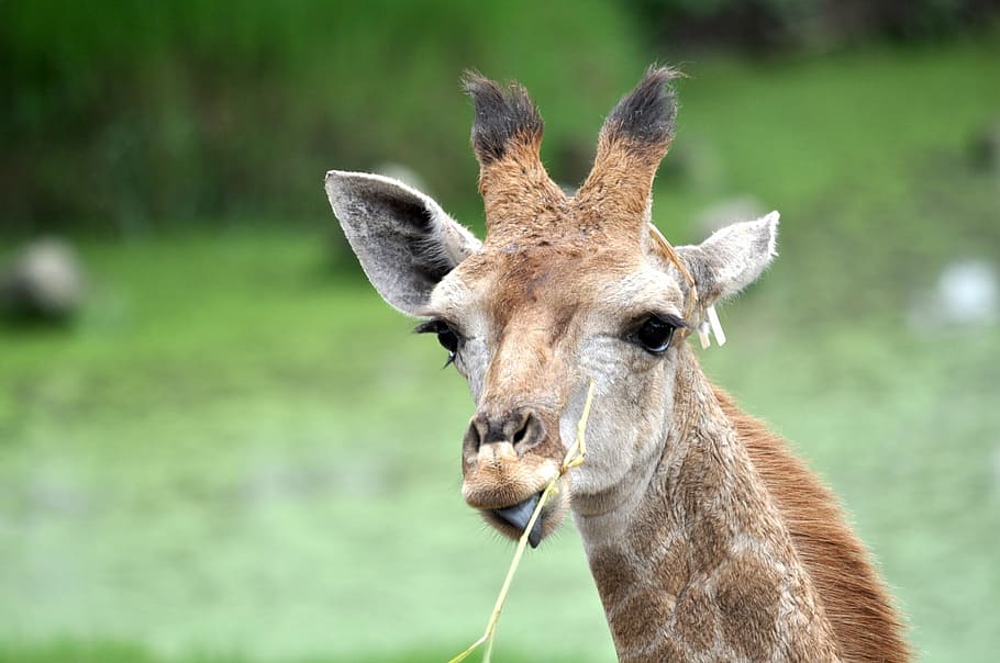 giraffe, head, cute, nature, eating, grass, wildlife, herbivore HD wallpaper