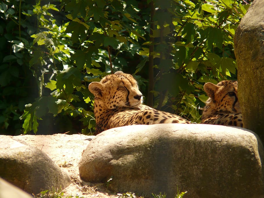 cheetah, cat, predator, fur, risk, rest, land animal, creature HD wallpaper