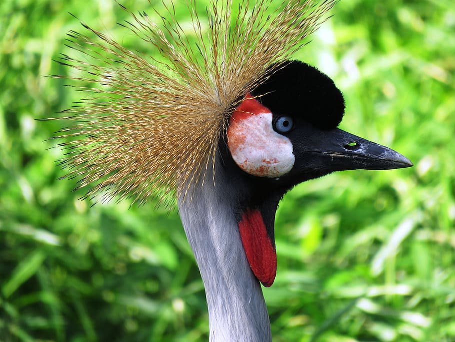 Bird, Bird, Nose, Beautiful, bird nose, animal, nature, wildlife HD wallpaper