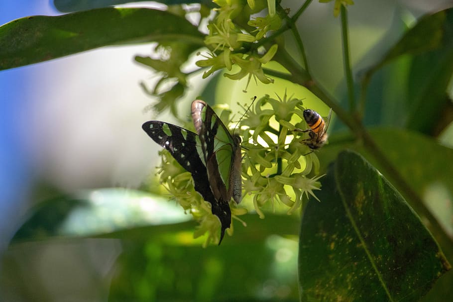 insect, nature, outdoors, leaf, invertebrate, butterfly, bee HD wallpaper