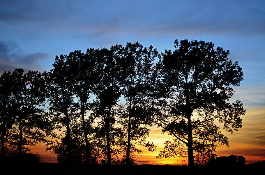 sunset, landscape, trees, plant, sky, silhouette, beauty in nature HD wallpaper