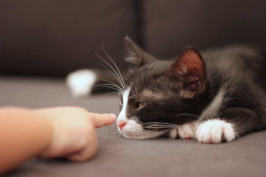 depth of field photography of tuxedo cat leaning, child, cute HD wallpaper