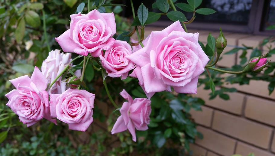 pink petaled flowers near wall, rose, flora, floral, flowering plant HD wallpaper