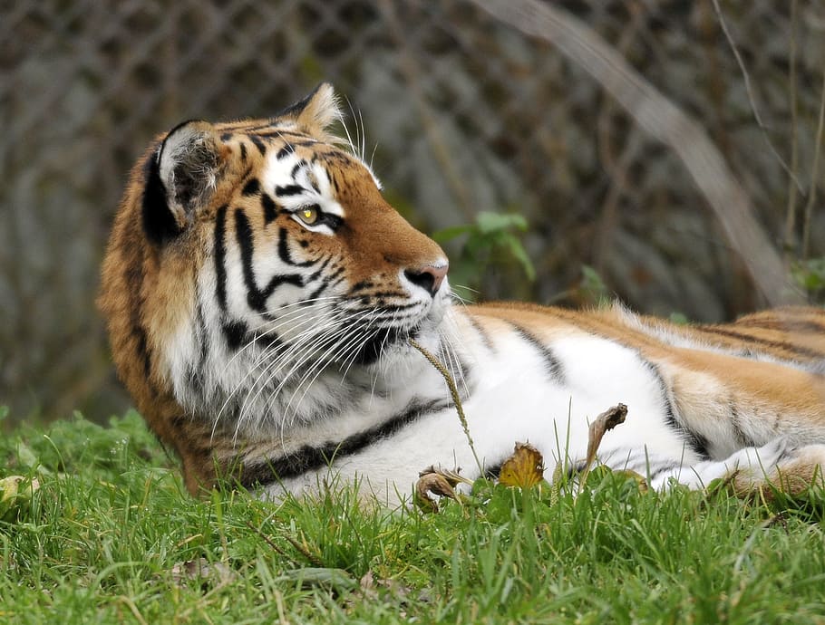 zoo, hellabrunn, munich, animal, animal themes, animal wildlife HD wallpaper