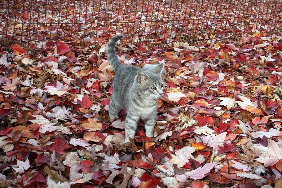 silver cat near black fence, kitty, gray cat, autumn, fall HD wallpaper
