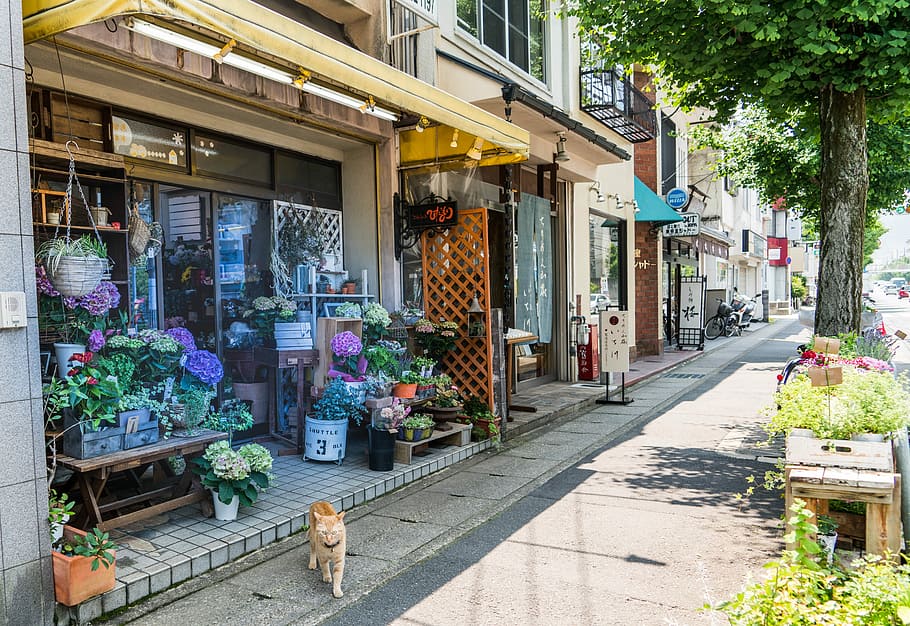 yellow tabby cat near the flower house, japan, arashiyama, flower shop, HD wallpaper