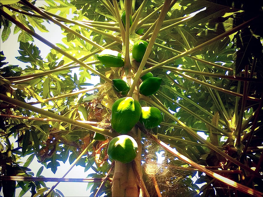 Papaya, Fruit, Exotic, Tree, papaya tree, green, food, healthy HD wallpaper