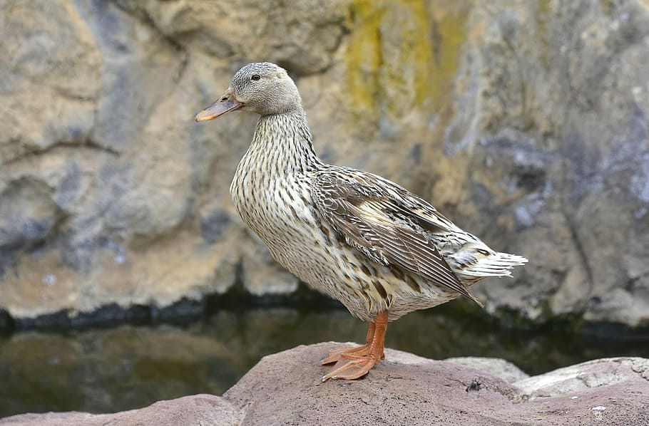 duck, nature, birds, feathers, waterfowl, animal themes, animals in the wild HD wallpaper