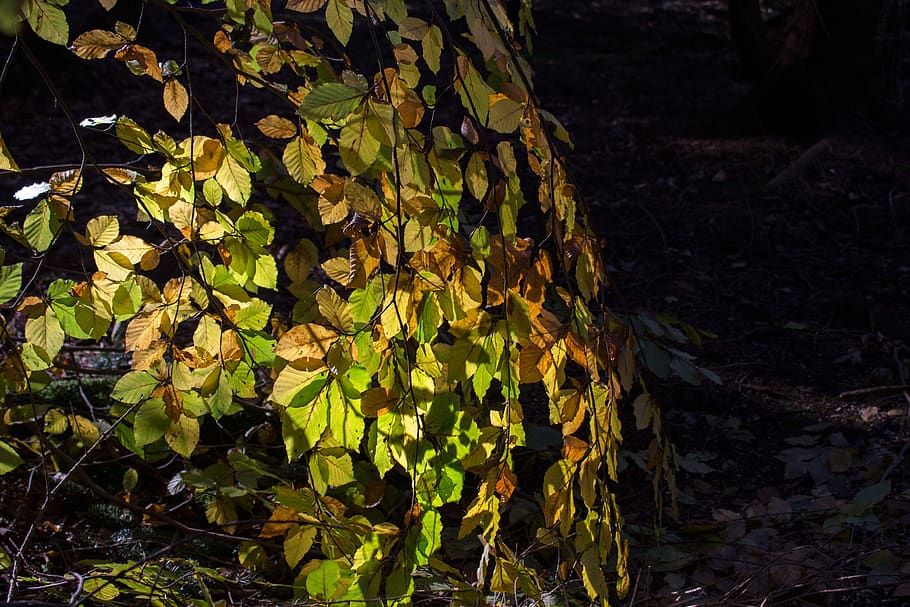 canopy, forest, autumn, beech, leaves, deciduous tree, background HD wallpaper