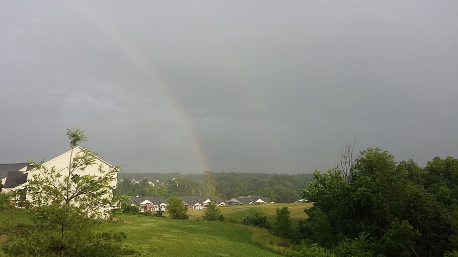 rainbows, after the rain, tree, plant, environment, beauty in nature HD wallpaper