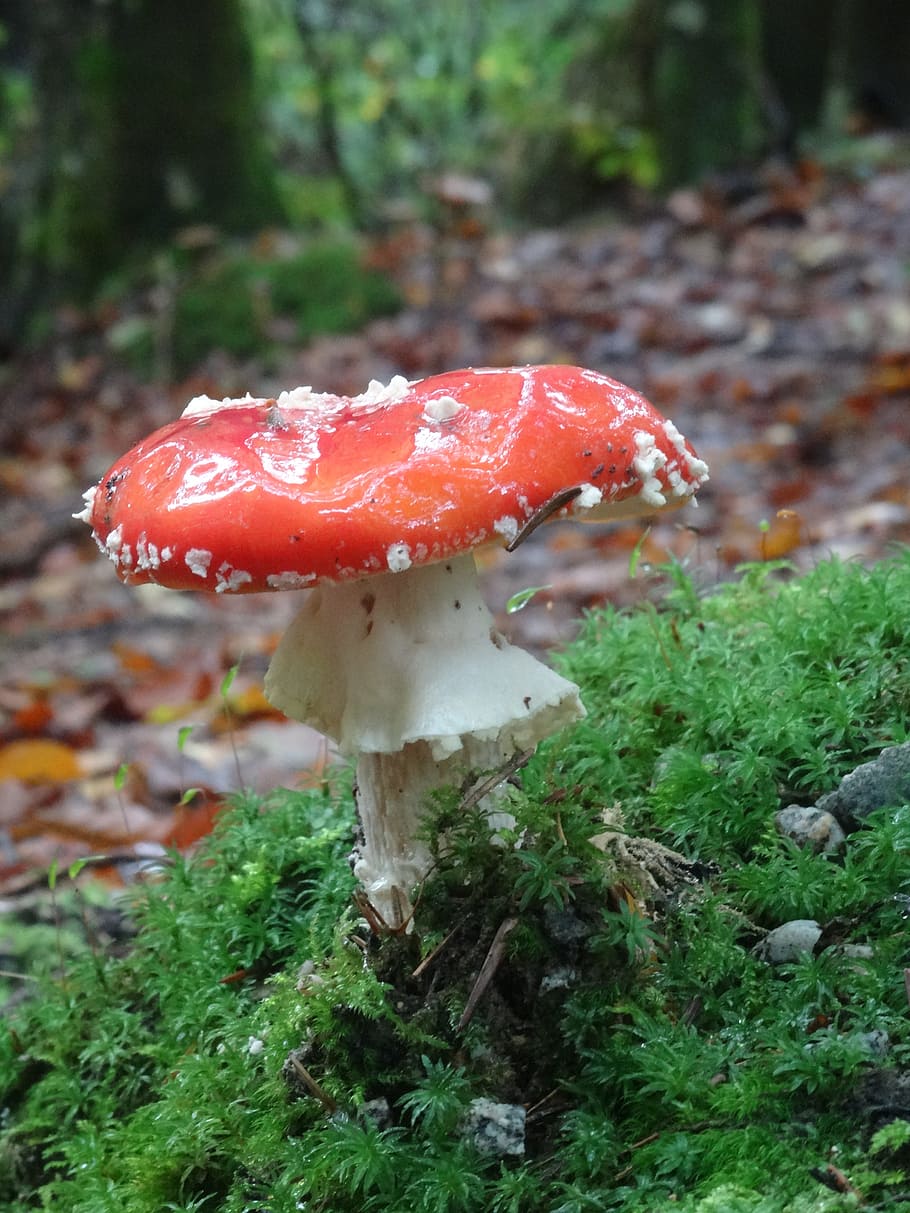 mushroom, nature, toadstool, fungus, vegetable, food, plant HD wallpaper