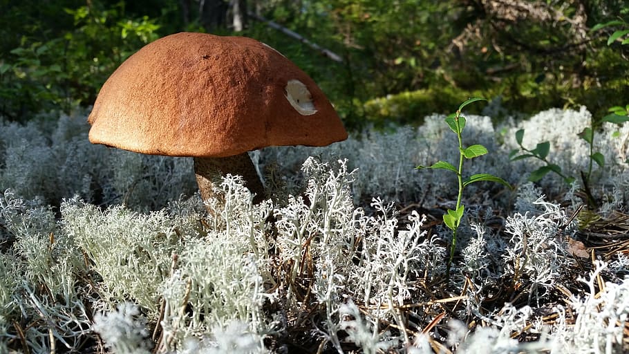 mushroom, forest, nature, fungus, plant, growth, land, vegetable HD wallpaper