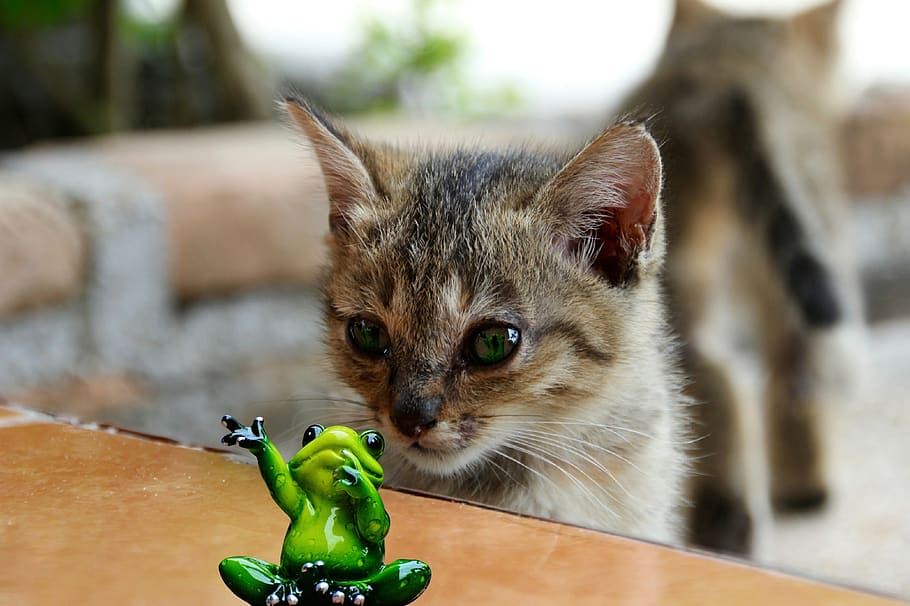 cat, lurking, frog, watch, kitten, mieze, photomontage, young cat