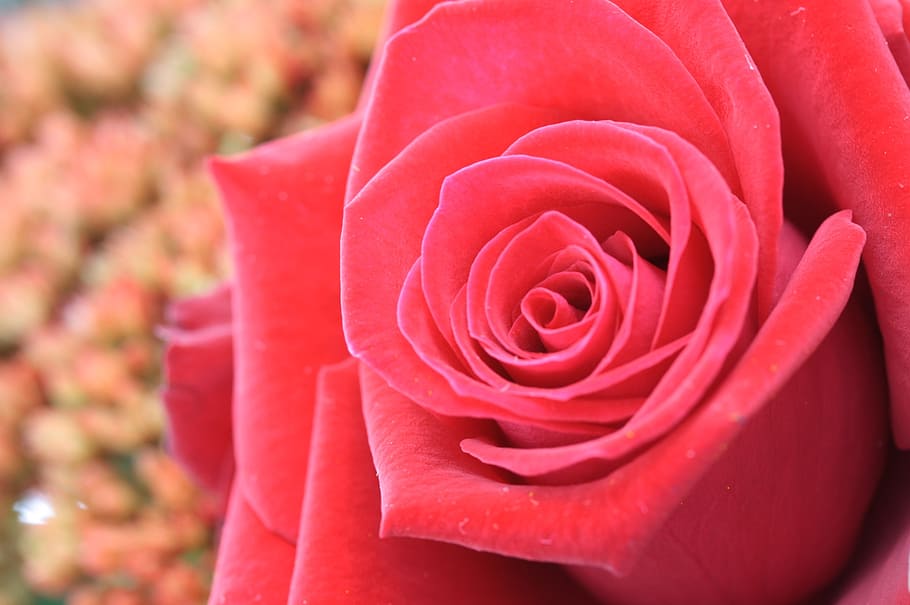flower, red, macro, red rose, nature, rose - Flower, petal HD wallpaper
