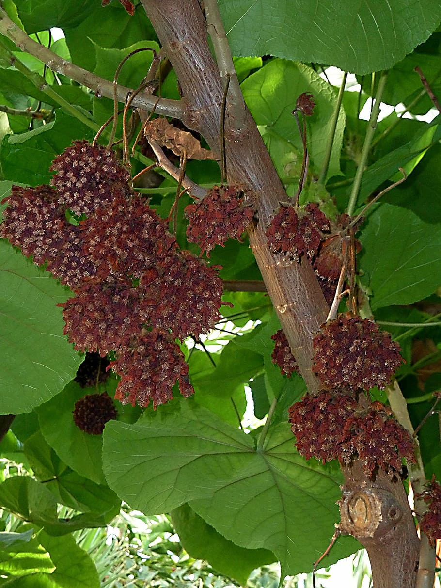 exotic, tree, fruit, tropical, nature, plant, food, leaf, agriculture HD wallpaper