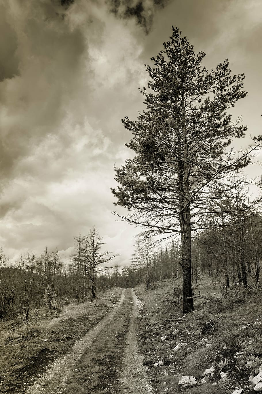 tree, outdoor, forest, landscape, cold, nature, sky, clouds HD wallpaper
