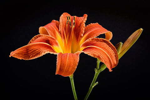 orange daylily flower, black, background, flower isolated, orange flower HD wallpaper
