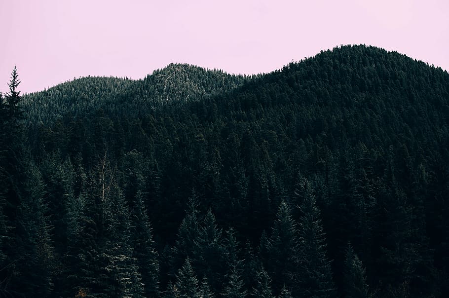 green tree covered mountain during daytime, trees, photography HD wallpaper