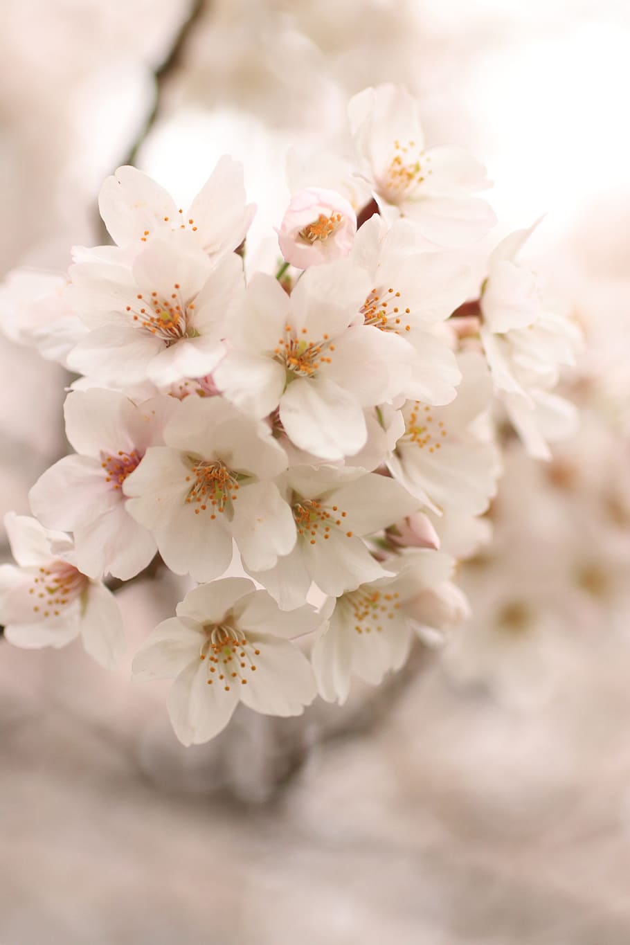 cherry, cherry blossoms, cherry blossom viewing, flowering plant HD wallpaper