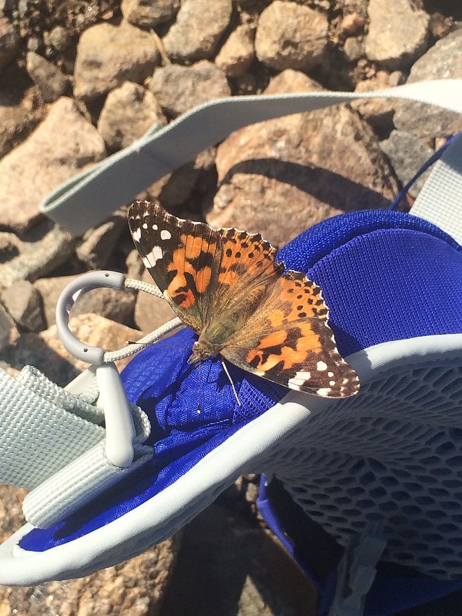 butterfly, outdoor, hiking, one animal, animal themes, animal wildlife HD wallpaper