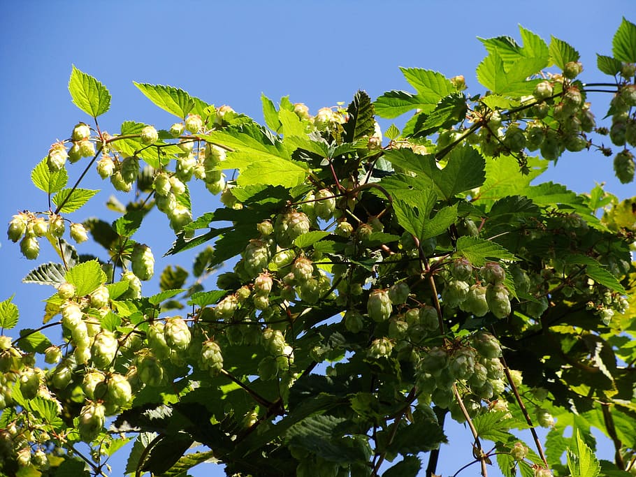 hops, wild, bush, plant, growth, tree, leaf, plant part, low angle view HD wallpaper