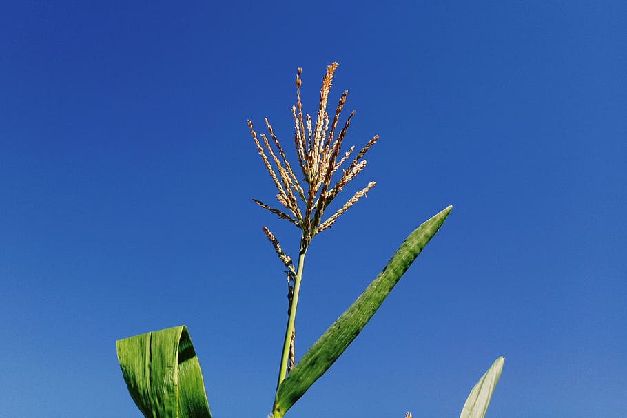 corn plant under blue skies, leaf, ukraine, nature, sky, growth HD wallpaper