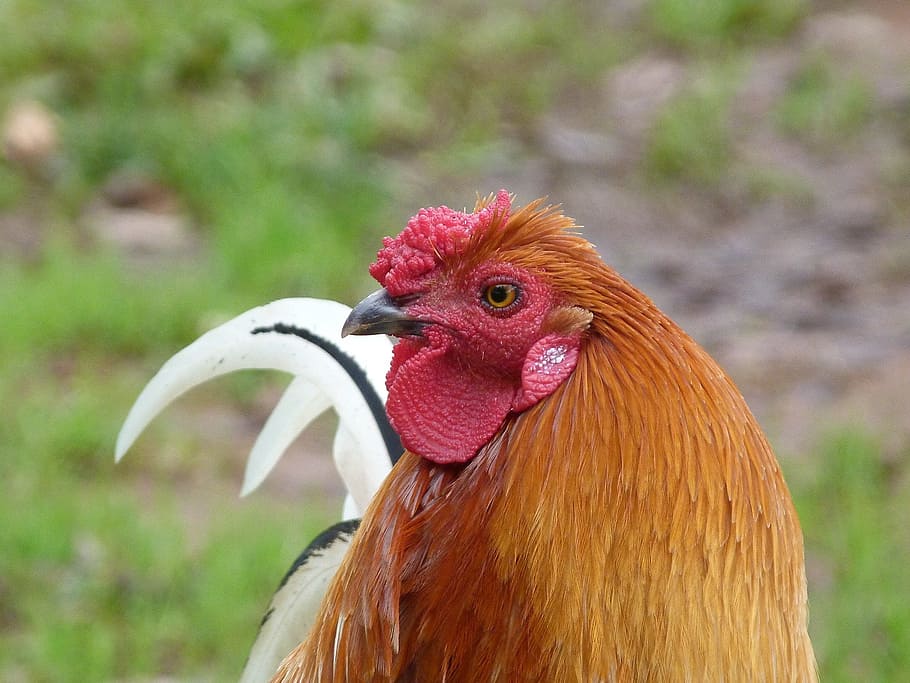 rooster, cock, chicken, capon, cockerel, poultry, hen, fowl