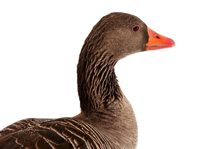 gray duck illustration, goose, water bird, snow, winter, wildlife photography, HD wallpaper