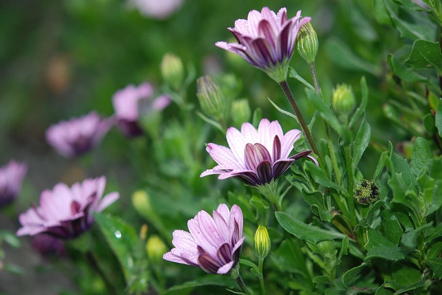 flower, lilac, nature, macro, blossom, floral, bunch, petal HD wallpaper