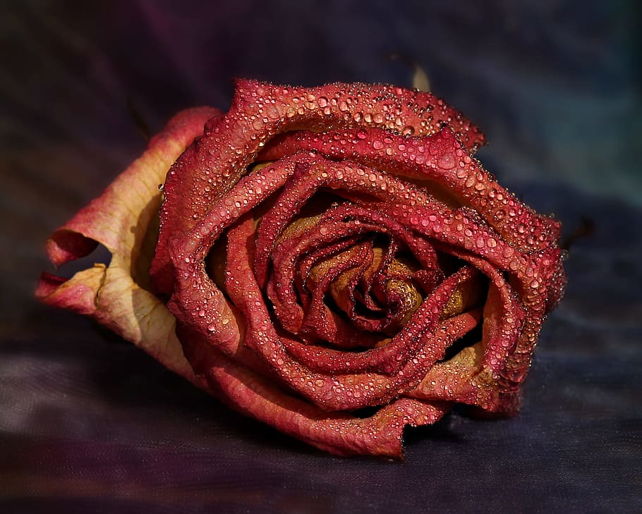 rose, red, yellow, drops, flower, petals, freshness, close-up HD wallpaper