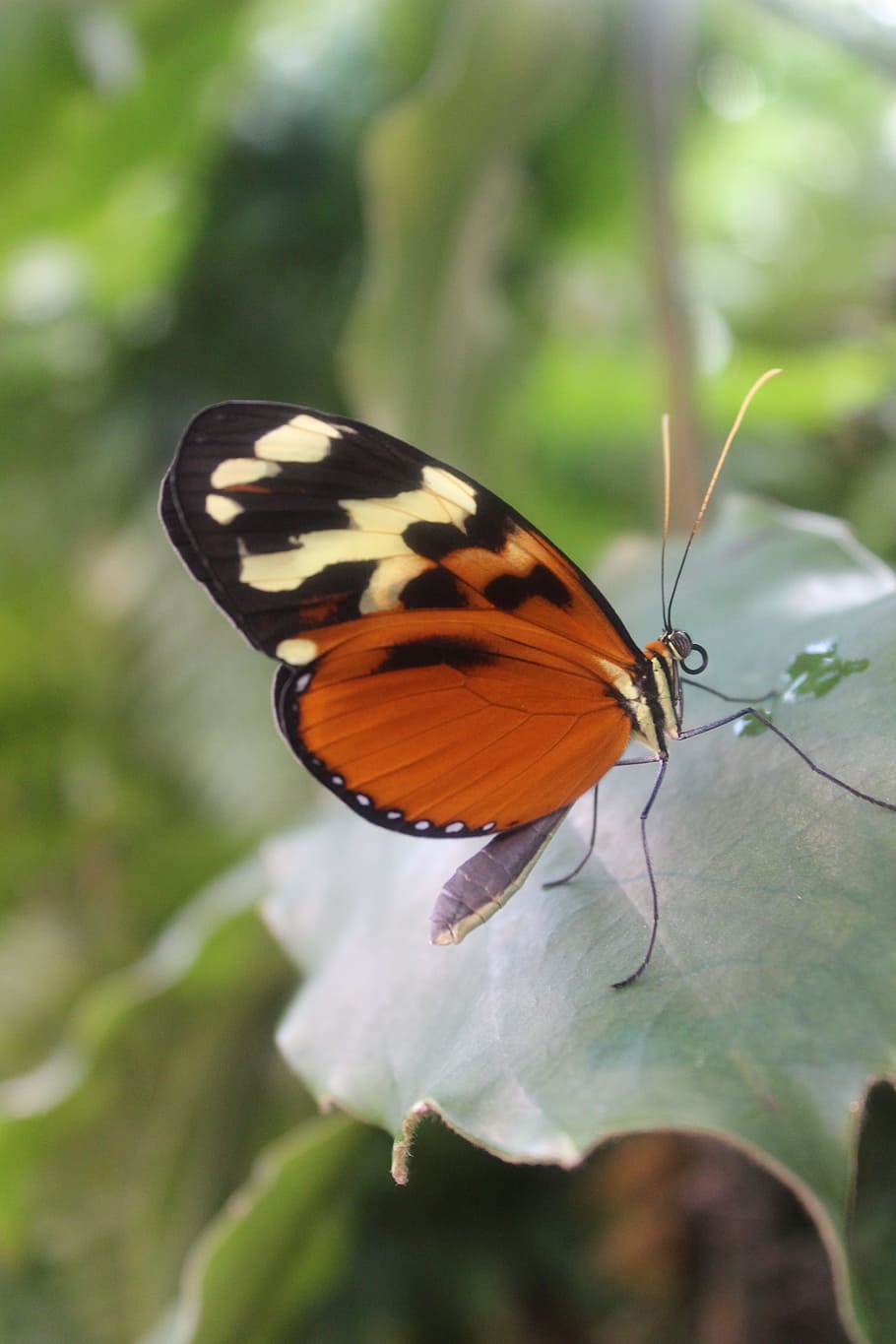 butterfly, animal, insect, proboscis, leaf, invertebrate, animal wildlife HD wallpaper