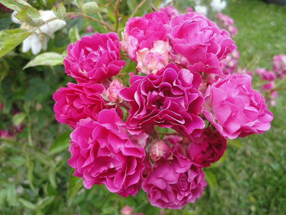 flower, rosa, button, plant, flowers, nature, pink Color, summer HD wallpaper