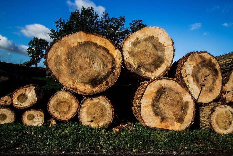 tree, landscape, nature, clouds, log, timber, lumber industry HD wallpaper