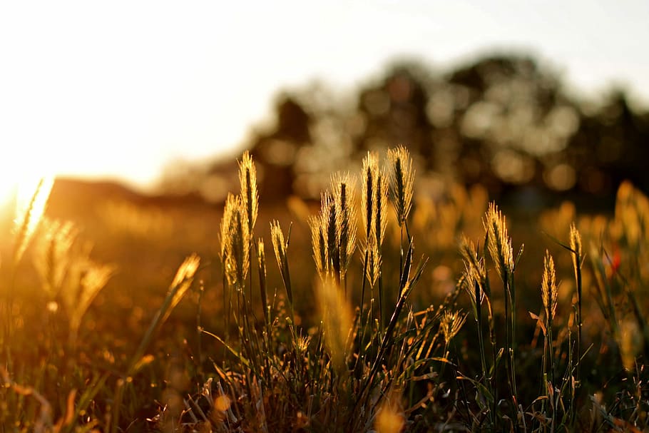 shallow photography of grass, Day, Field, Wild, day s, summer HD wallpaper