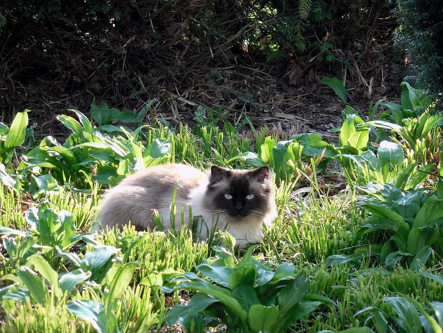 cat, pet, animal, mieze, rest, chill out, cat's eyes, lazing around HD wallpaper
