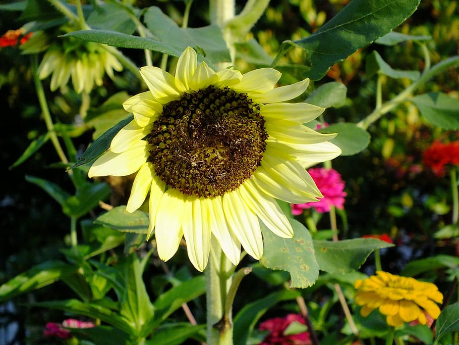 Pale, Yellow, Sunflower, Plant, fall, garden, fragility, petal HD wallpaper