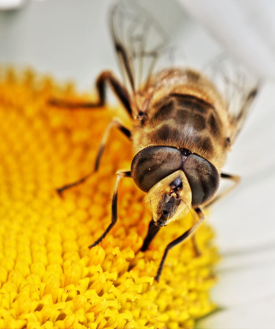 hoverfly, insect, nature, macro, animal, blossom, bloom, yellow HD wallpaper
