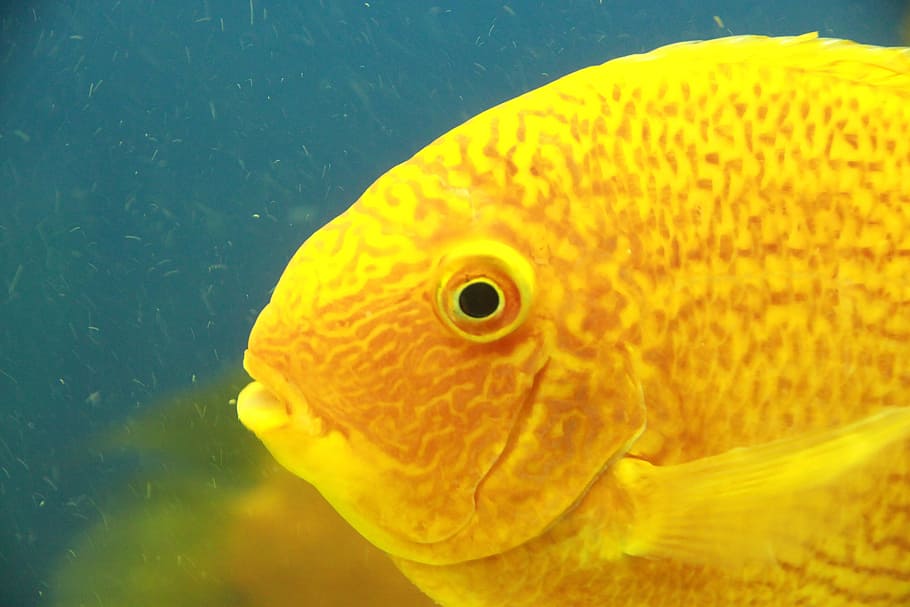 Gold Severum, Tsihlazomy Severum, discus false, fish, yellow fish HD wallpaper