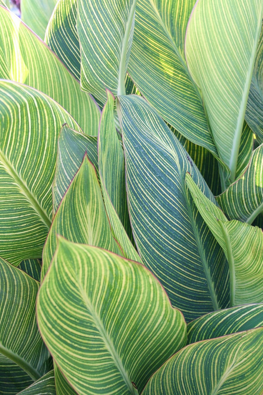 green and yellow leaf plants at daytime, tropical, summer, pattern HD wallpaper