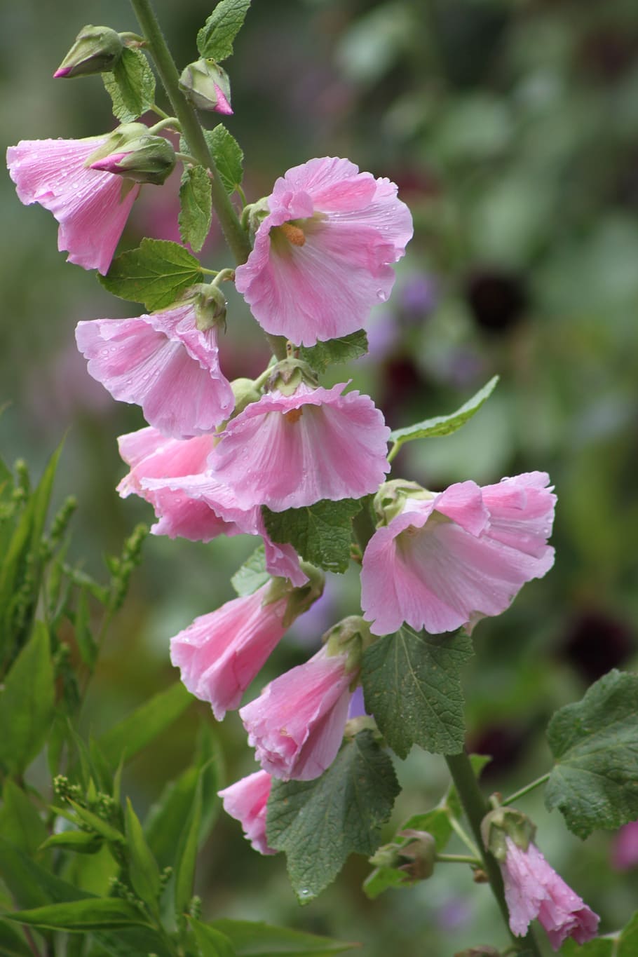 HD wallpaper: hollyhock, pink, flower, pink hollyhock, bloom, rose